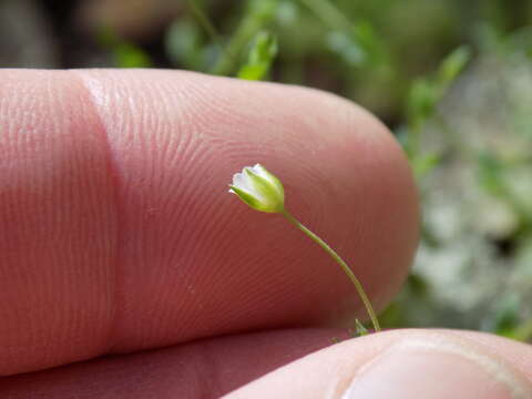 Image of hilly sandwort