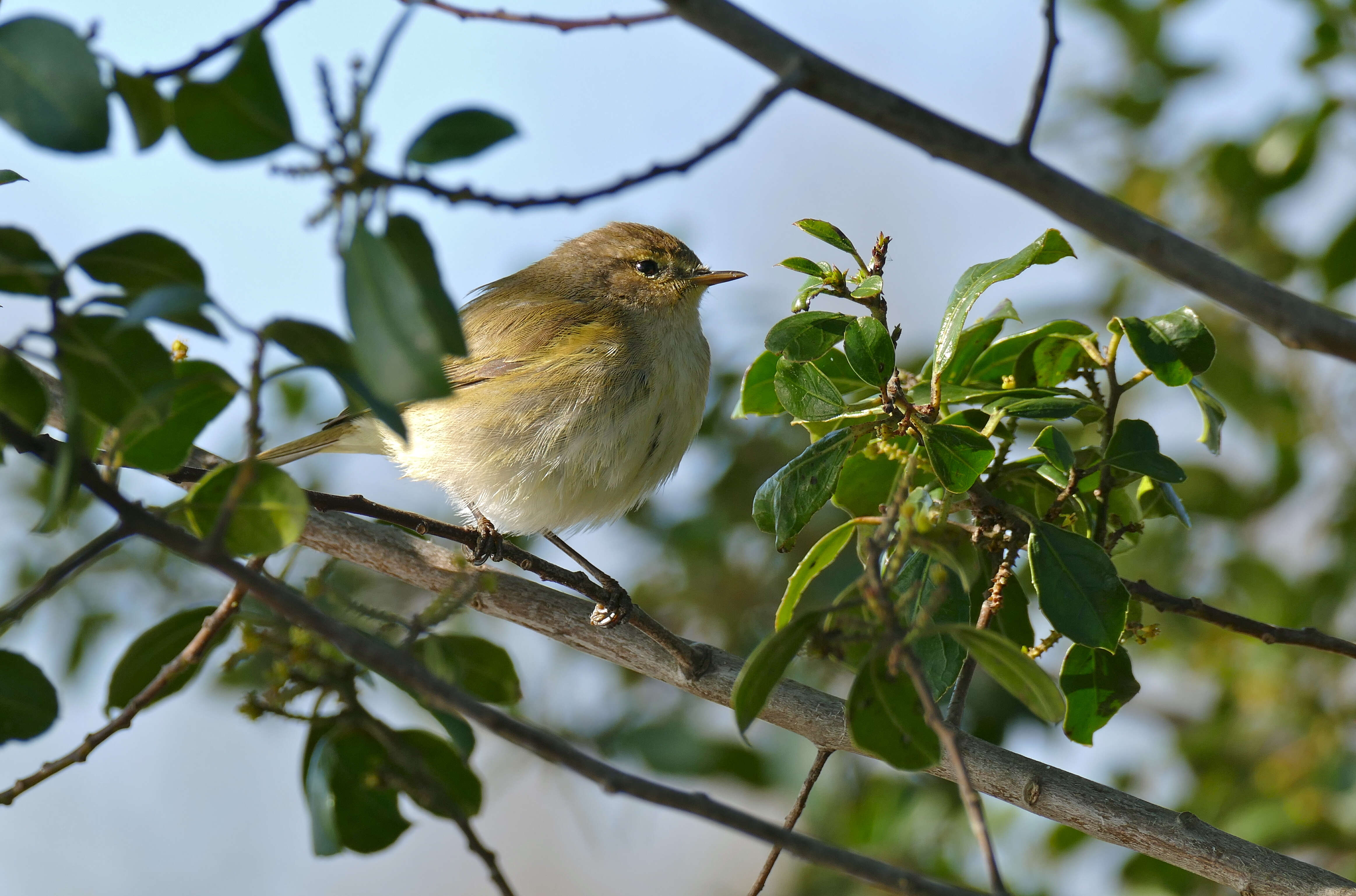 Image of Common Chiffchaff