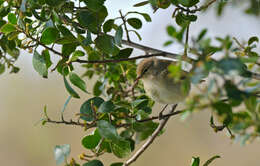 Image of Common Chiffchaff