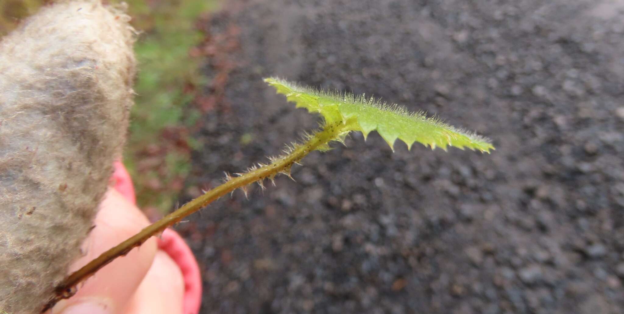 Image of Fragaria vesca subsp. bracteata (A. Heller) Staudt