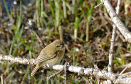 Image of Common Chiffchaff