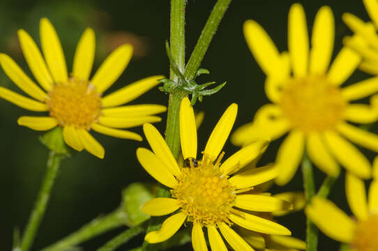 Imagem de Meligethes denticulatus (Heer 1841)