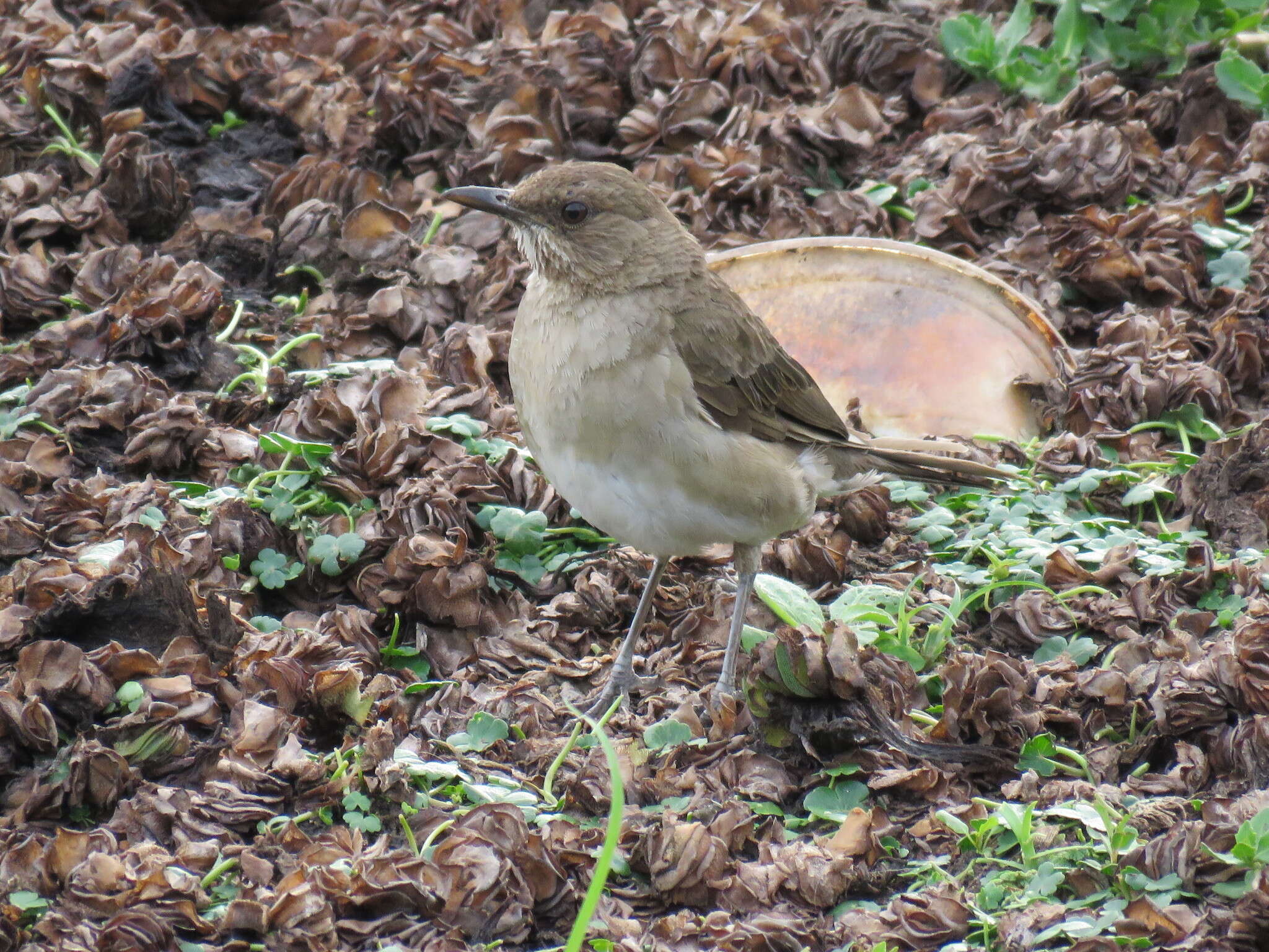 Image of Creamy-bellied Thrush