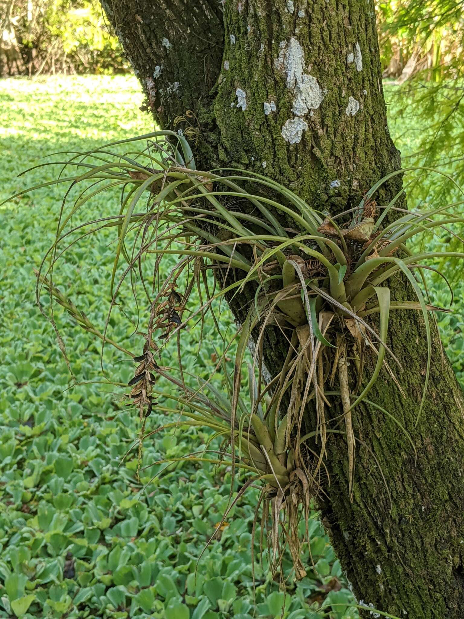 Image of leatherleaf airplant