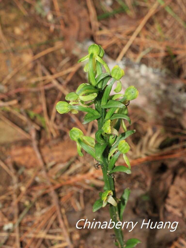 Слика од Platanthera minor (Miq.) Rchb. fil.