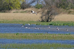 Image of shelduck, common shelduck