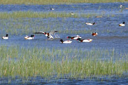 Image of shelduck, common shelduck