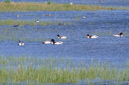 Image of shelduck, common shelduck