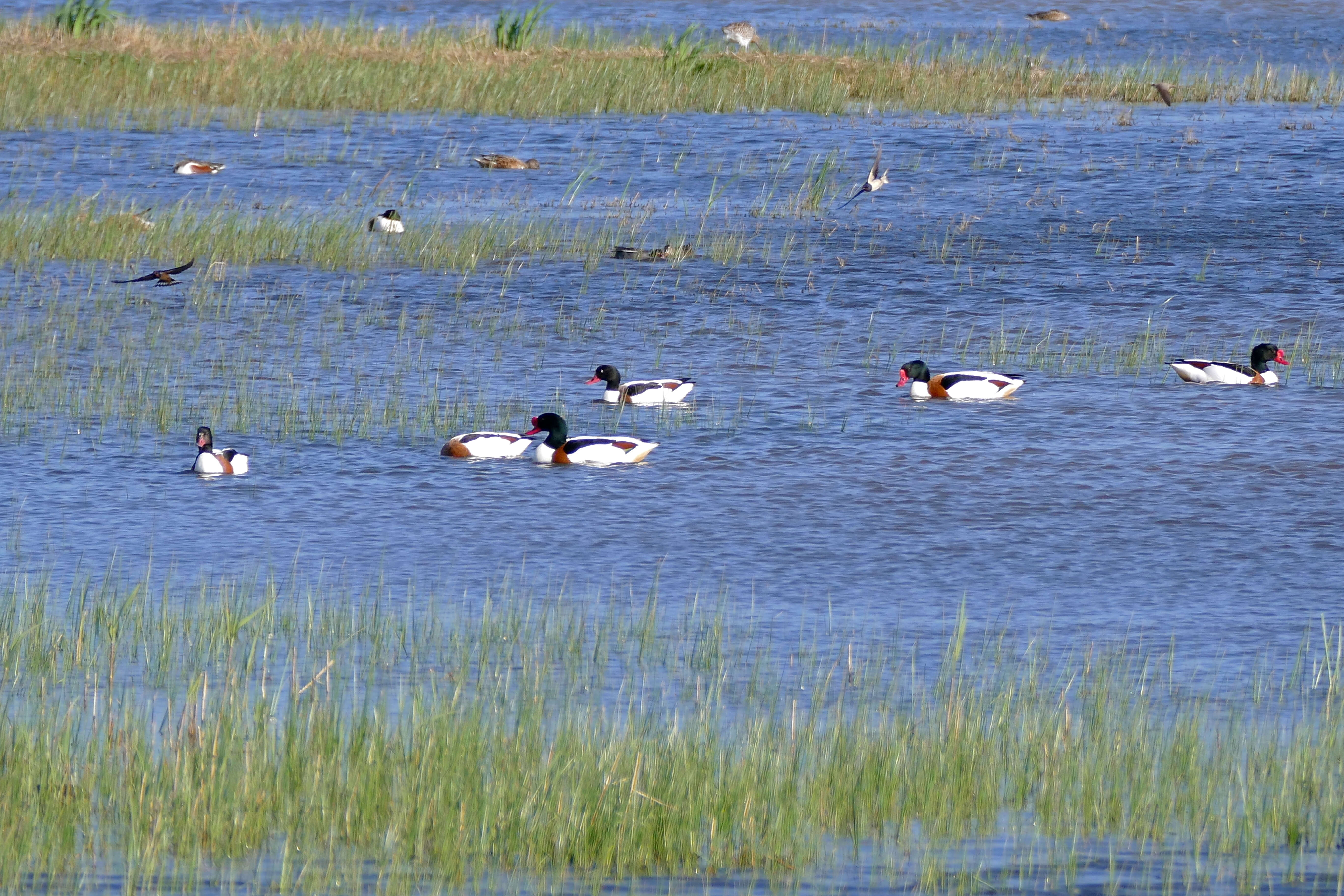 Image of shelduck, common shelduck