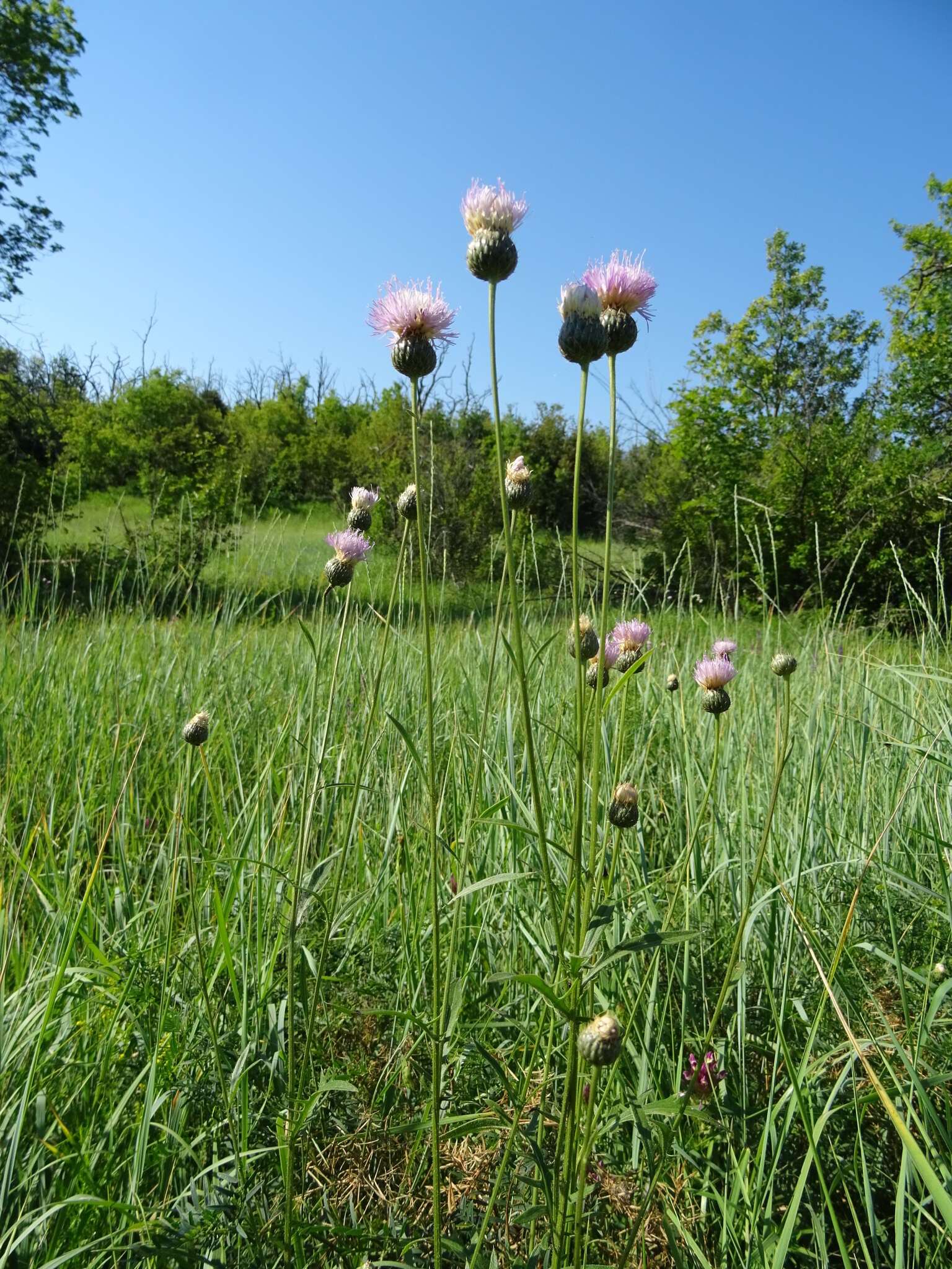 صورة Klasea radiata subsp. tanaitica (P. A. Smirn.) L. Martins