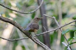 Image of Clay-colored Robin