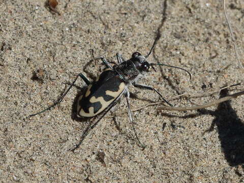 Image of Big Sand Tiger Beetle