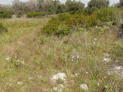 Image of Stipa austroitalica Martinovský