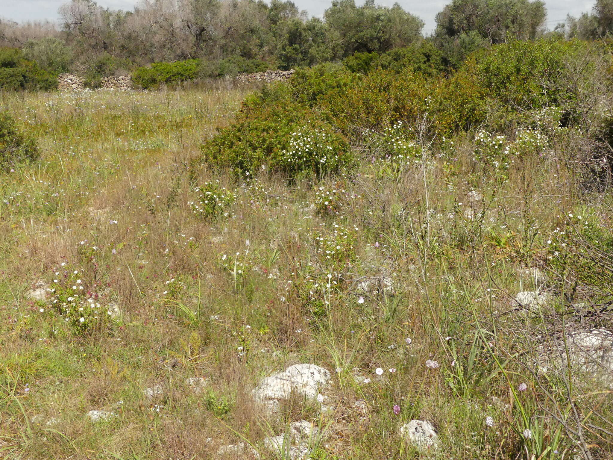 Image of Stipa austroitalica Martinovský