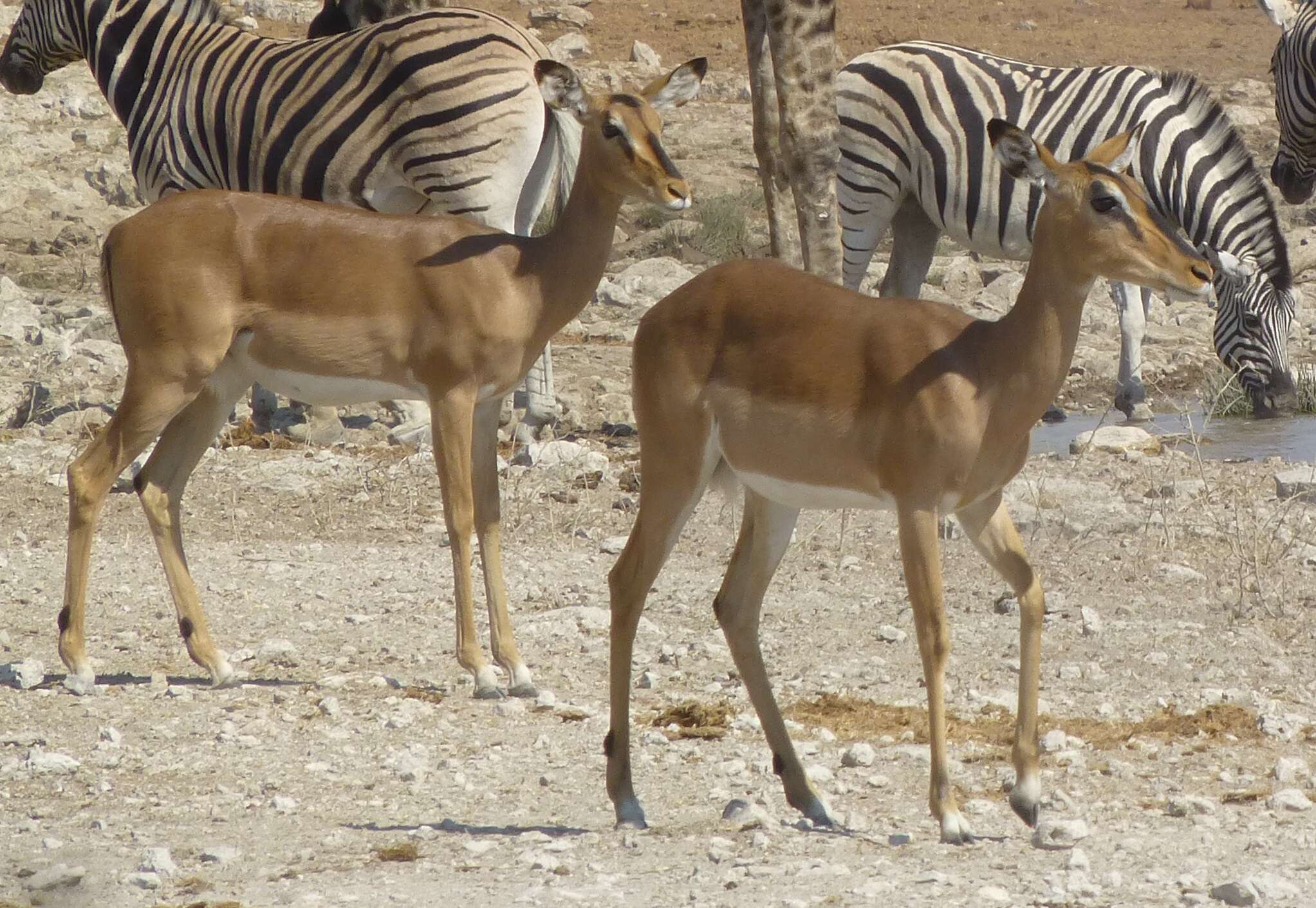 Image of Black-faced Impala