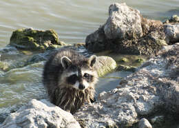 Image of raccoons