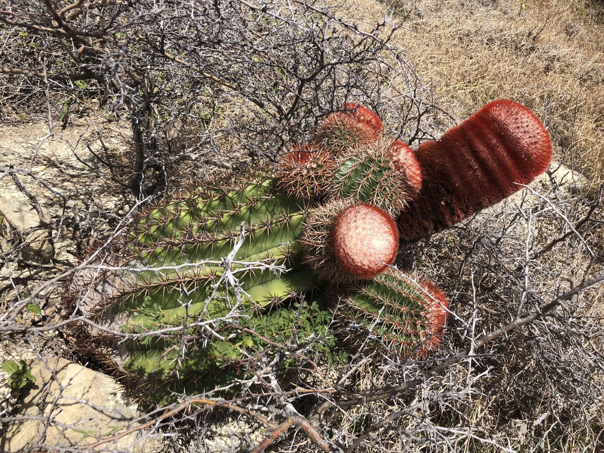 Image of Melocactus intortus subsp. intortus