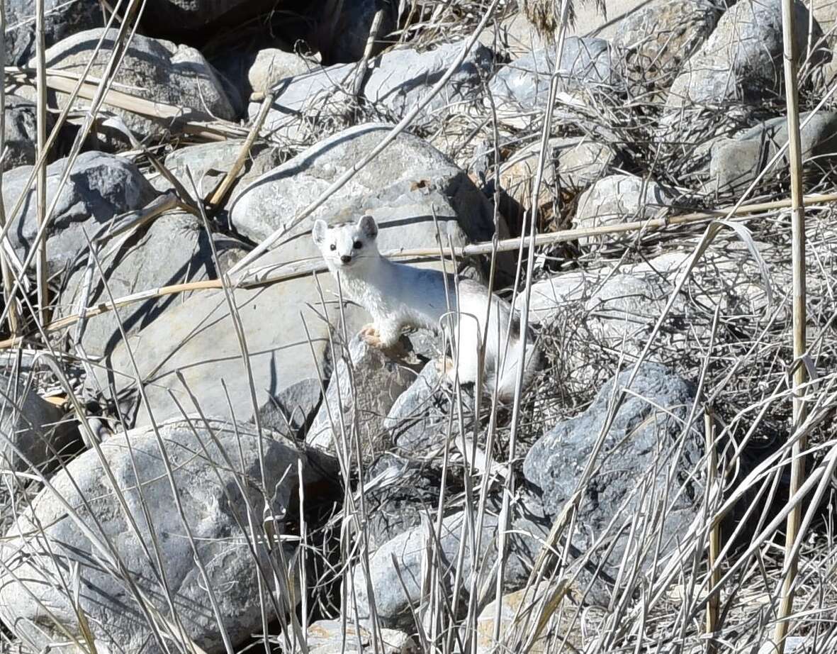 Image of Long-tailed Weasel