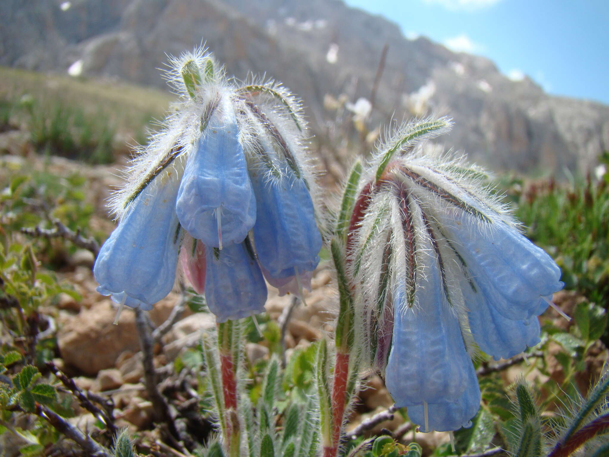 Plancia ëd Onosma nana DC.