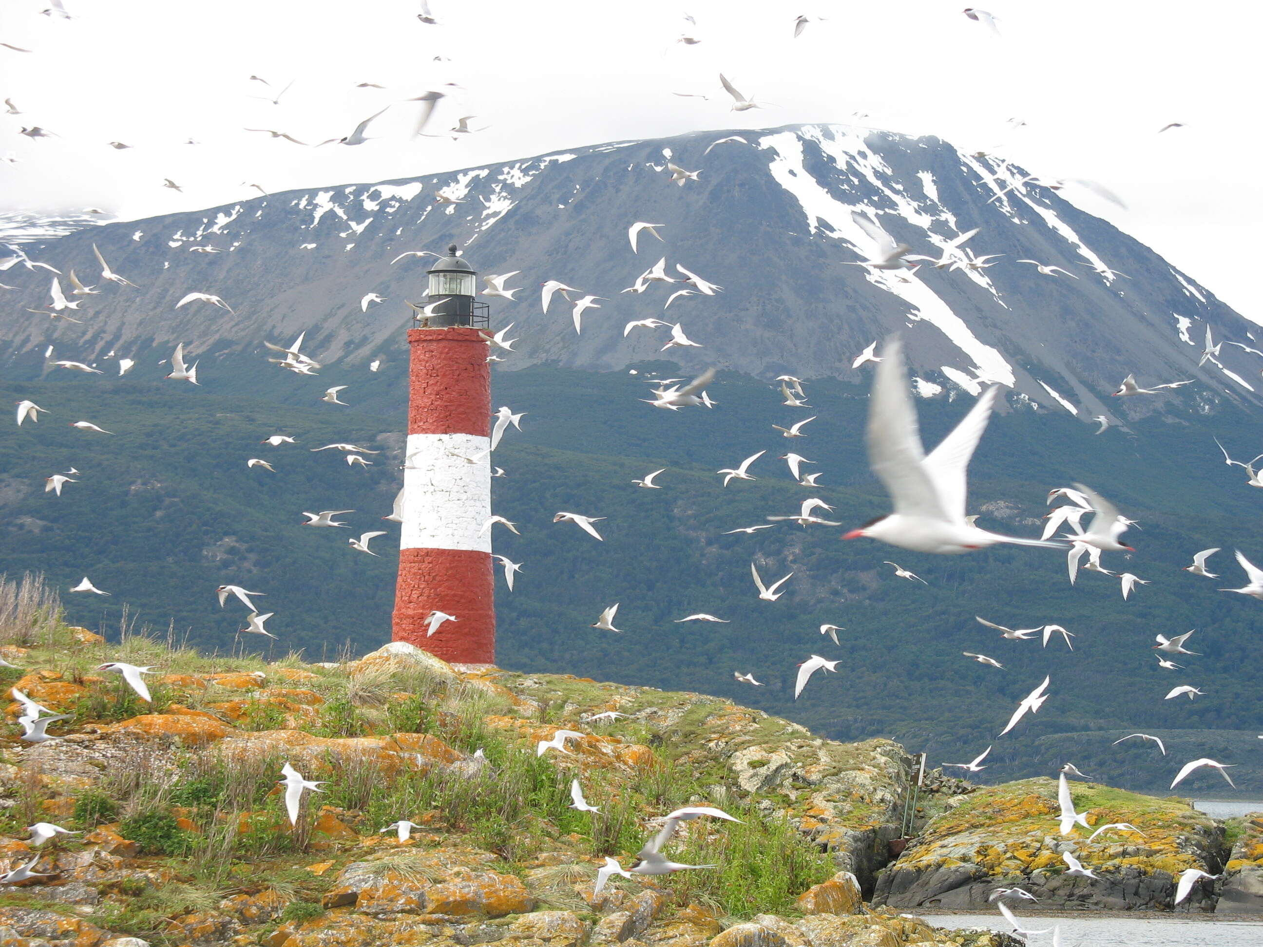 Image of South American Tern