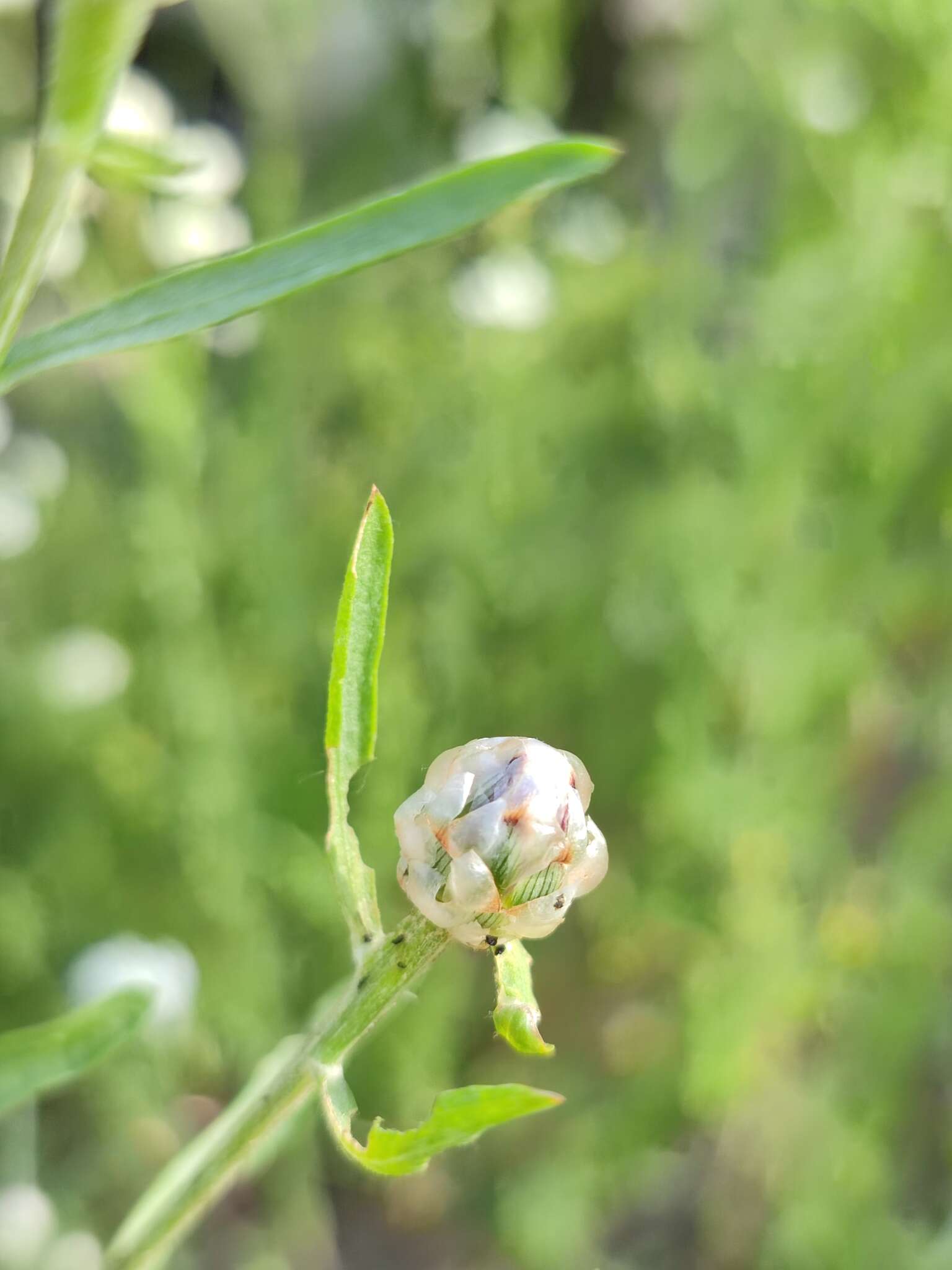 Image of Centaurea pineticola Iljin