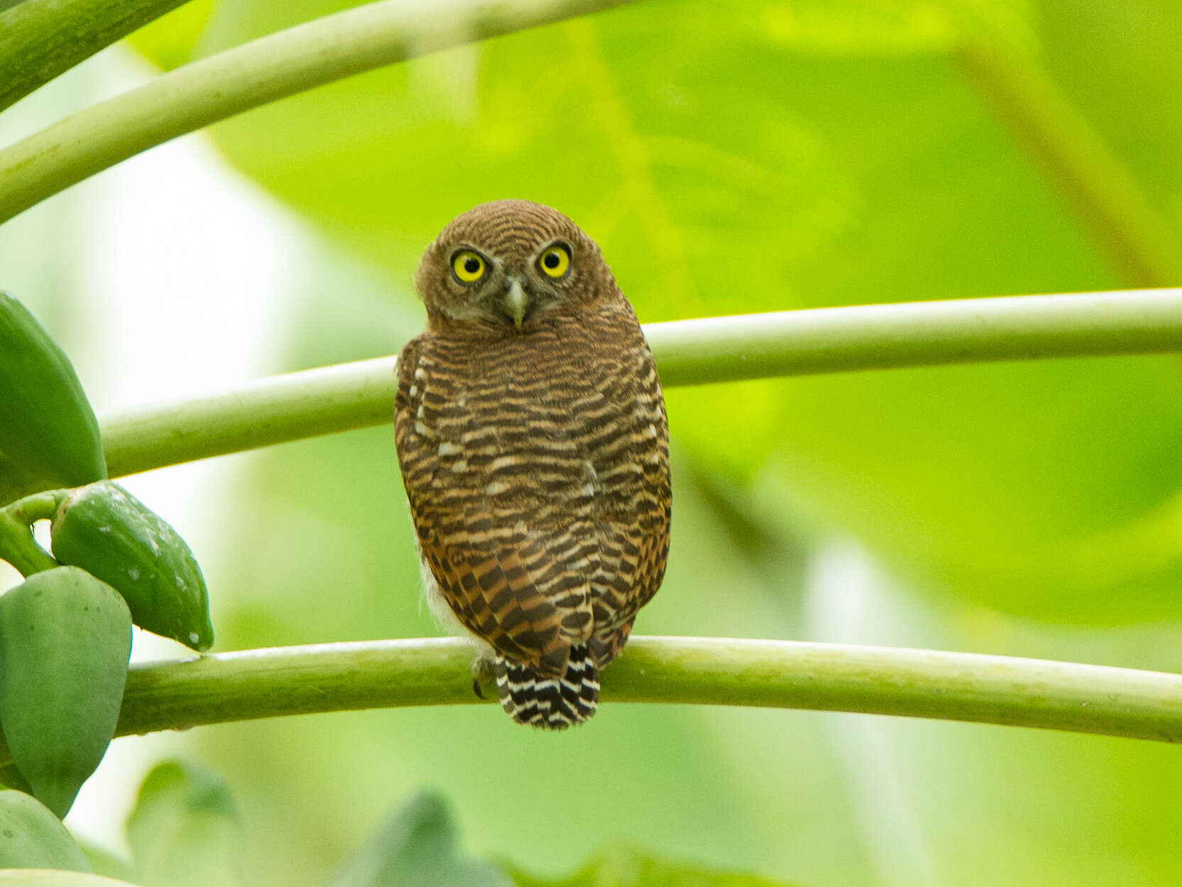 Imagem de Glaucidium radiatum (Tickell 1833)