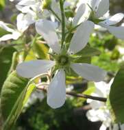 Image de Amelanchier interior Nielsen