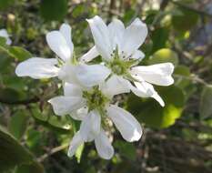 Image of Pacific serviceberry