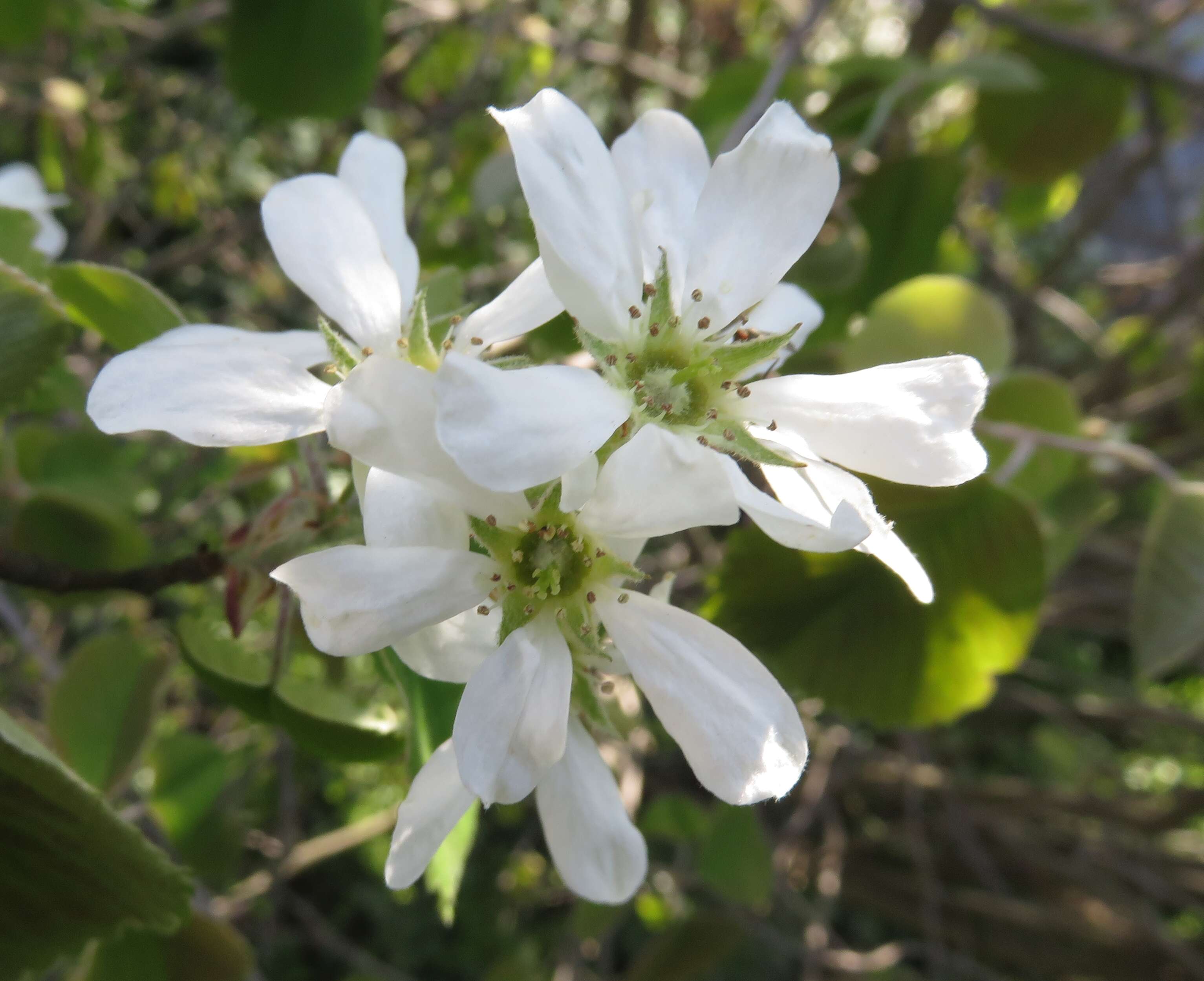 Image de Amelanchier interior Nielsen