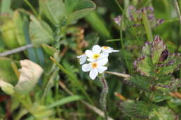 Image of Sweet-Flower Rock-Jasmine