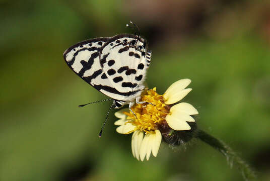 صورة Tuxentius calice (Hopffer 1855)