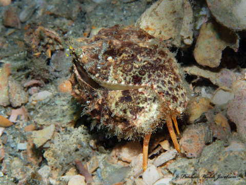 Image of yellow box crab