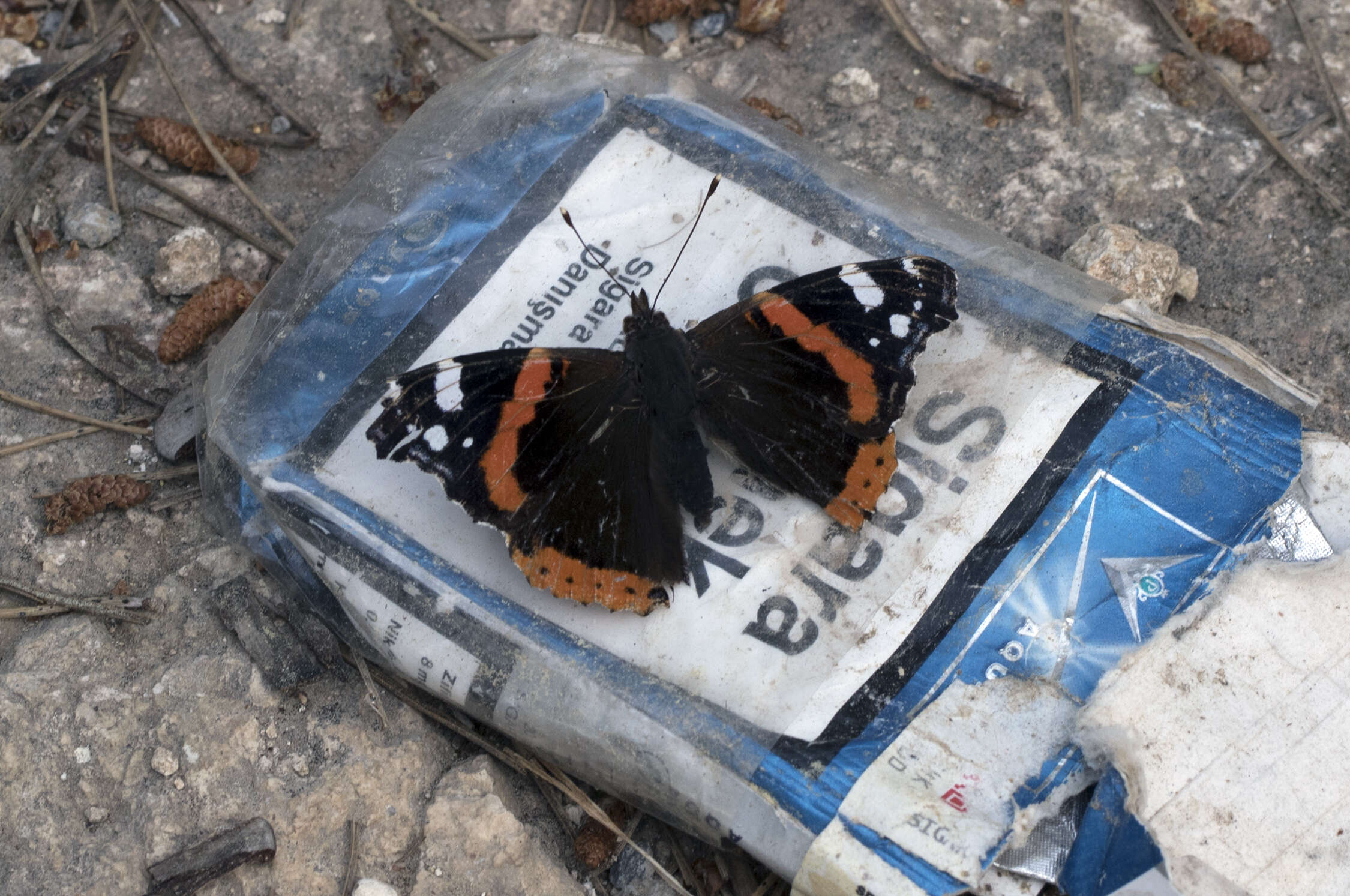 Image of Red Admiral