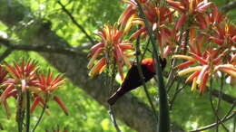 Image of Scarlet-chested Sunbird