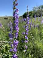 Image of Upright Blue Beardtongue