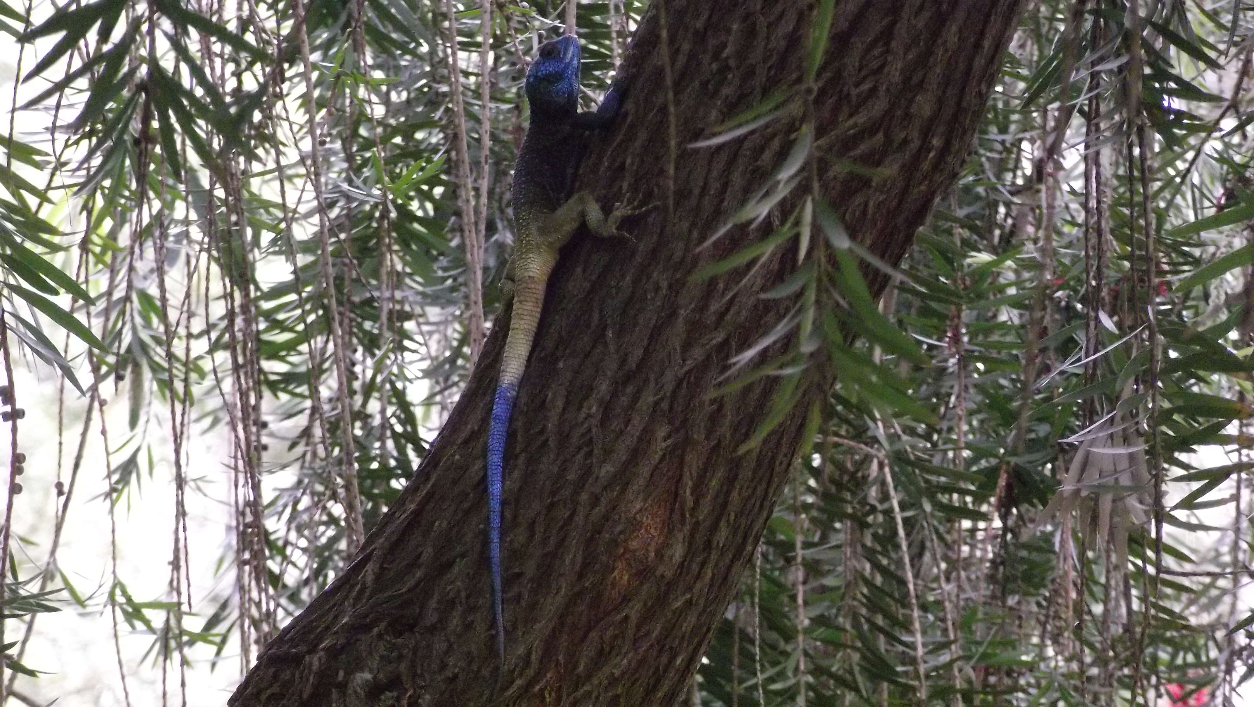 Image of Black-necked Agama