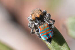 Image of Maratus jactatus Otto & Hill 2015