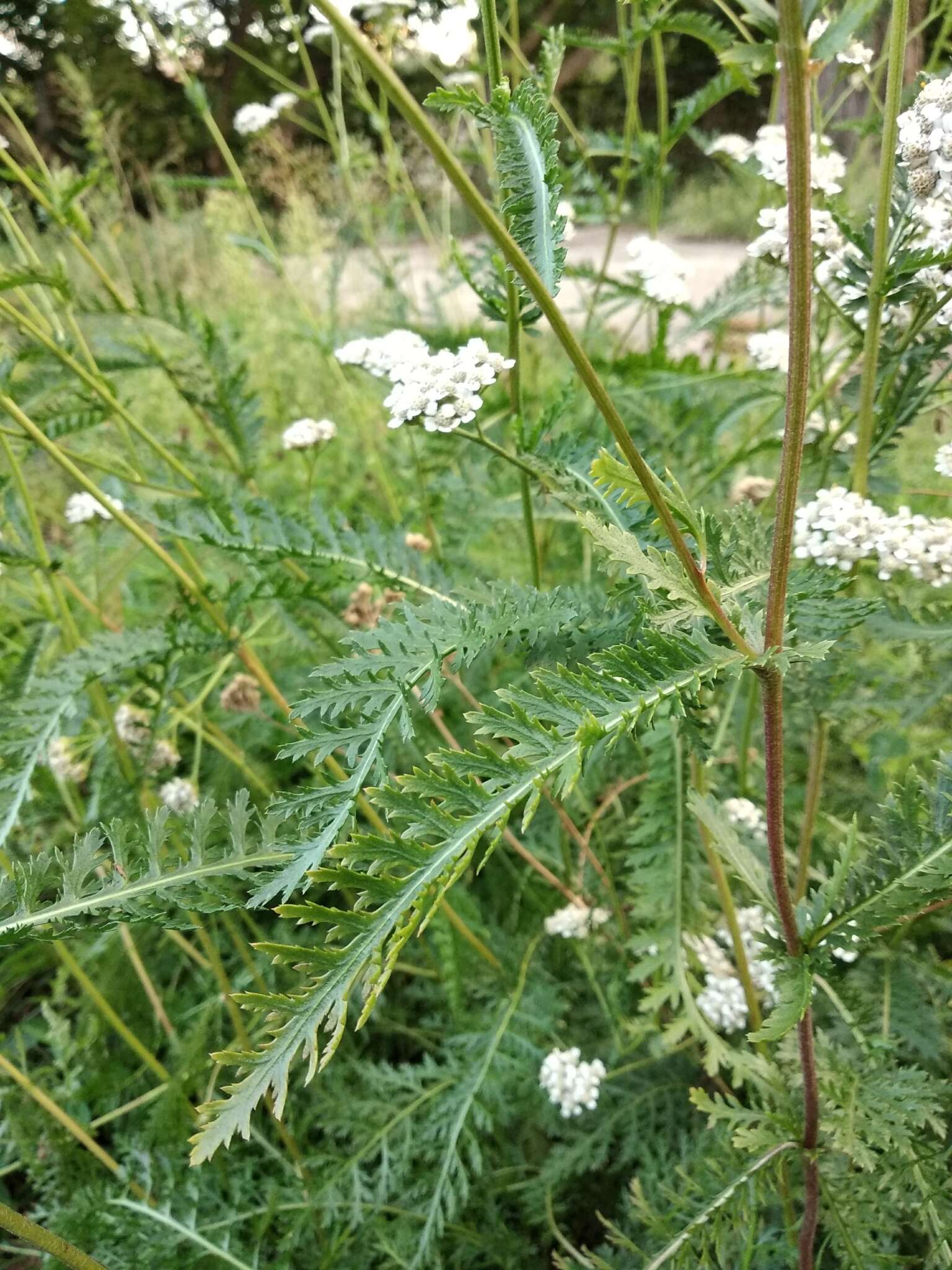 Image of Achillea inundata Kondrat.