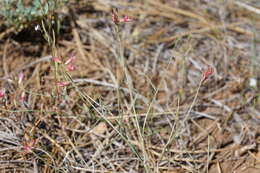 Imagem de Astragalus inversus M. E. Jones