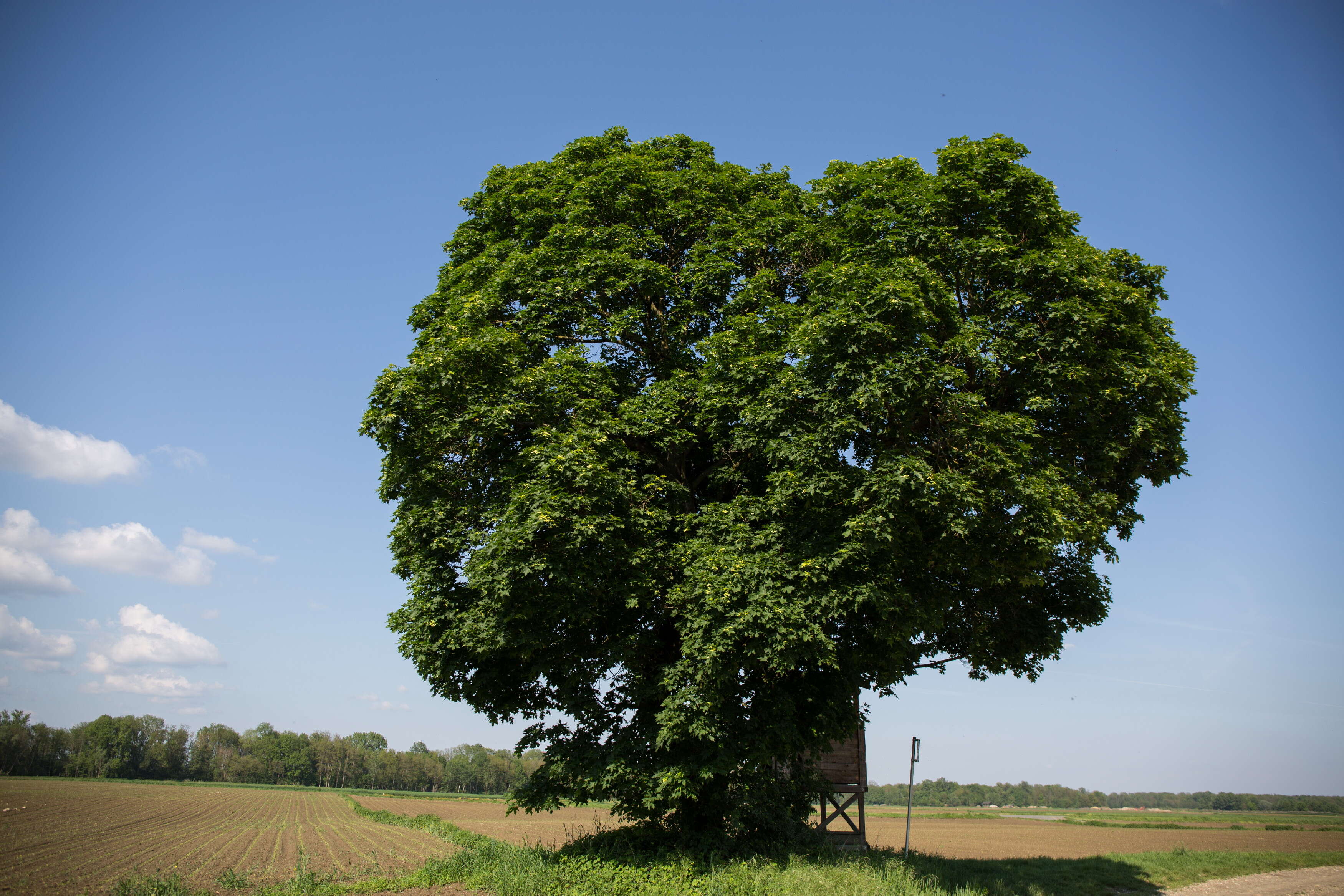 Image of Norway Maple