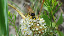 Image of Philanthus sanbornii Cresson 1865