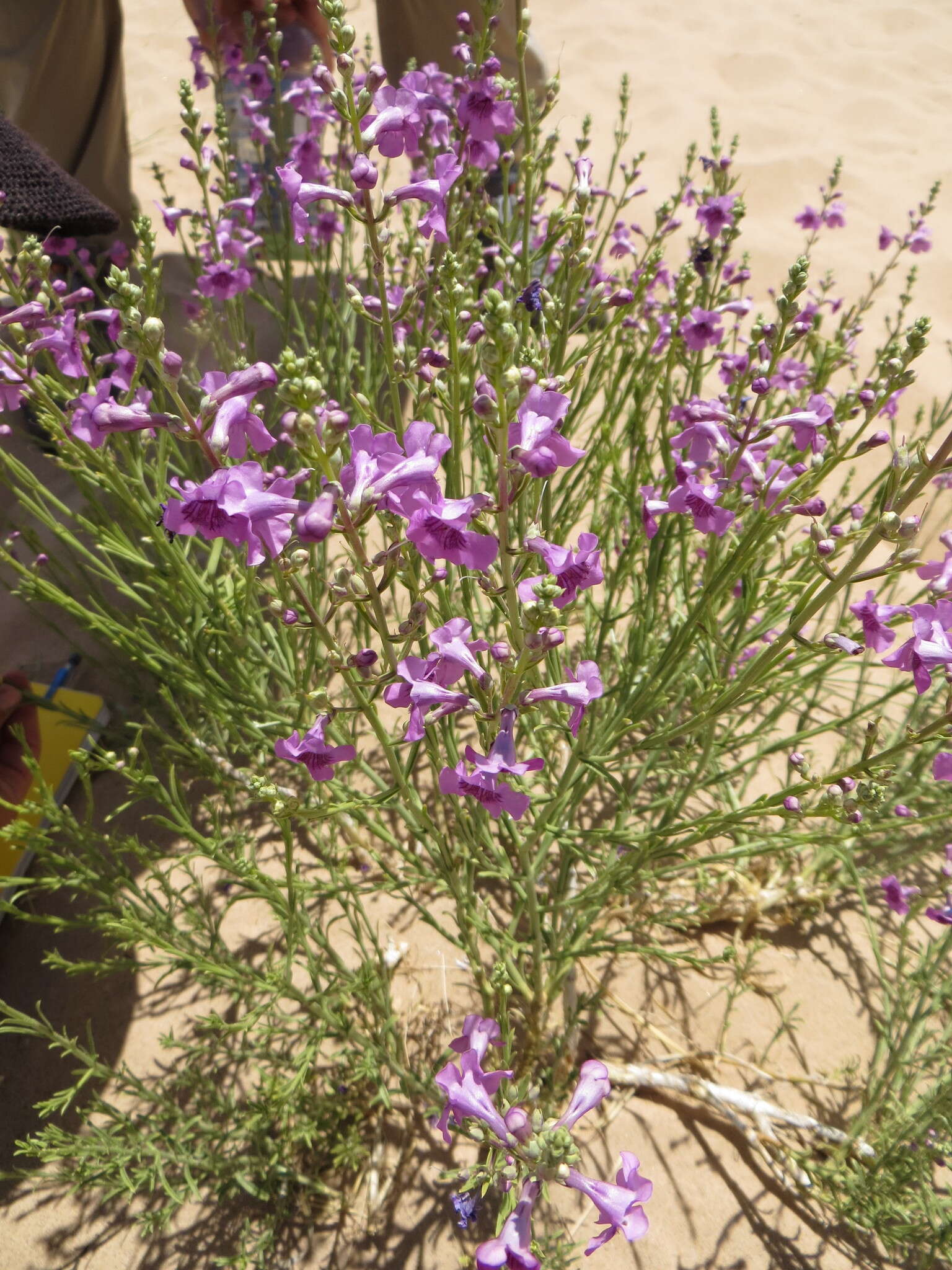 Penstemon thurberi Torr. resmi