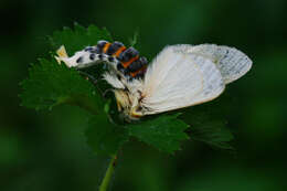 Image of Antheua simplex Walker 1855