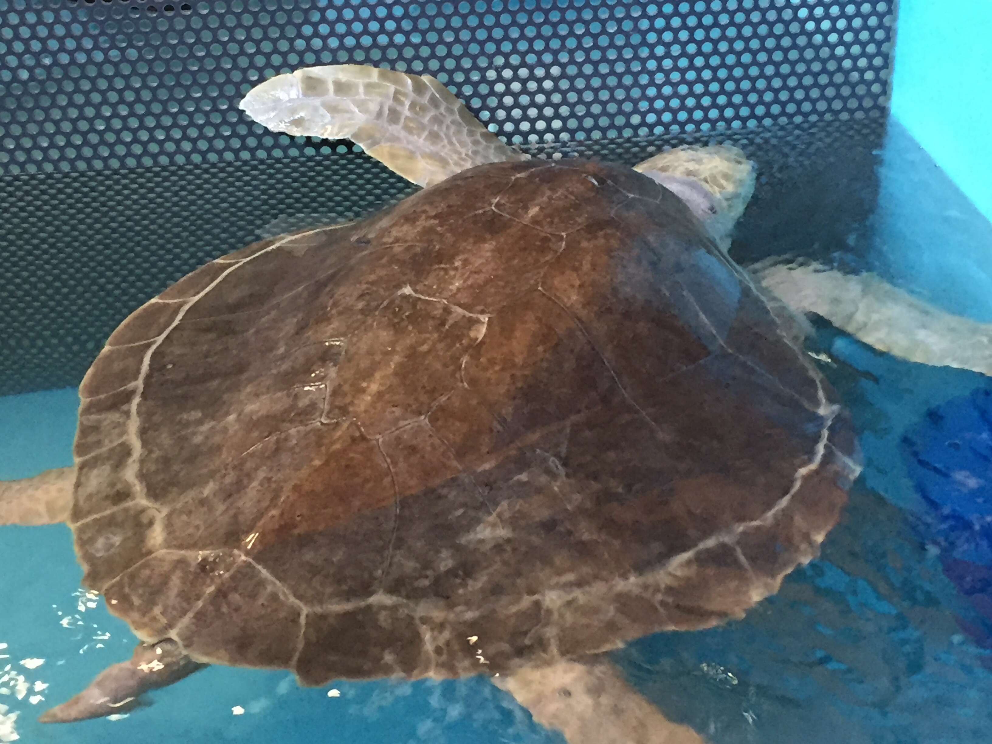 Image of Ridley sea turtles