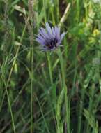 Image de Tragopogon porrifolius subsp. eriospermus (Ten.) Greuter