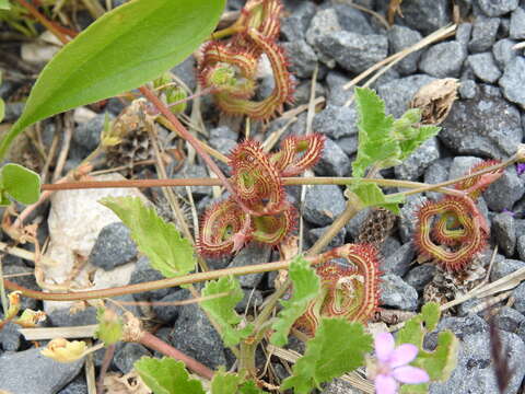 Plancia ëd Scorpiurus