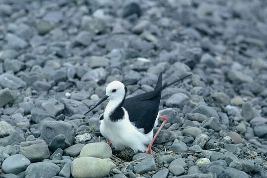 Image of Pied Stilt