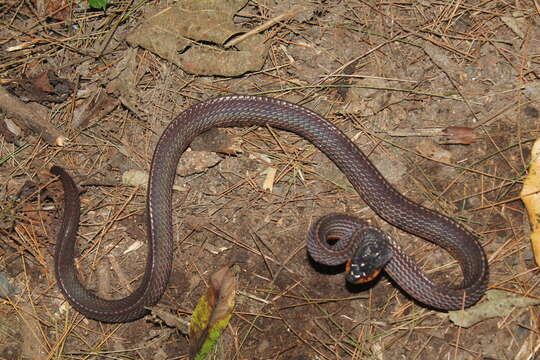 Plancia ëd Asthenodipsas vertebralis (Boulenger 1900)