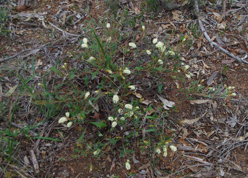 Image of <i>Grevillea <i>synapheae</i></i> subsp. synapheae