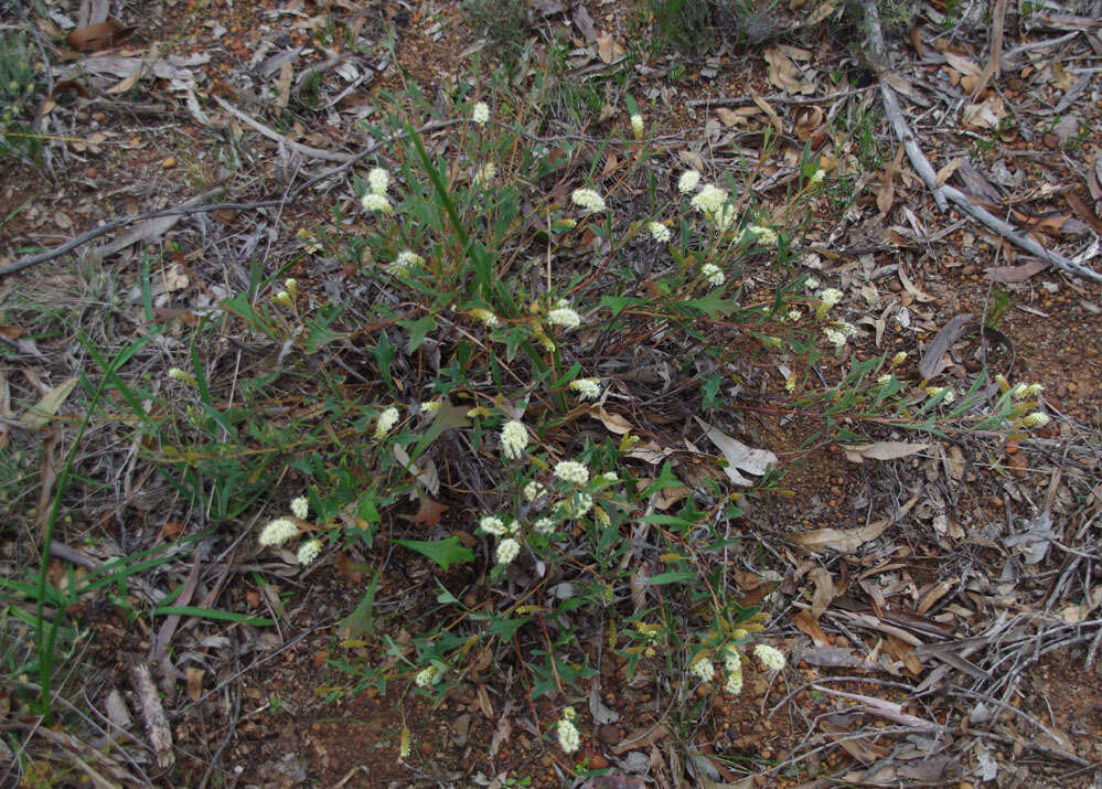 Image of <i>Grevillea <i>synapheae</i></i> subsp. synapheae